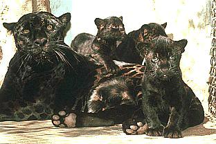 Blackpanther - 74.jpg
